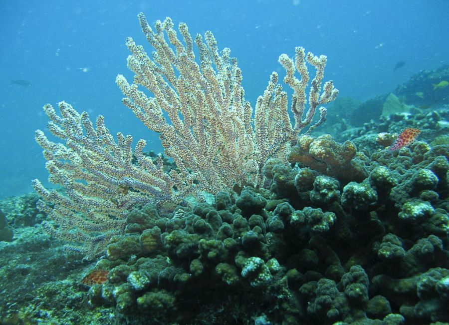Os recifes de coral de todo o planeta estão seriamente ameaçados