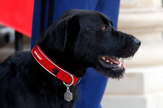 Nemo, cachorro de Macron