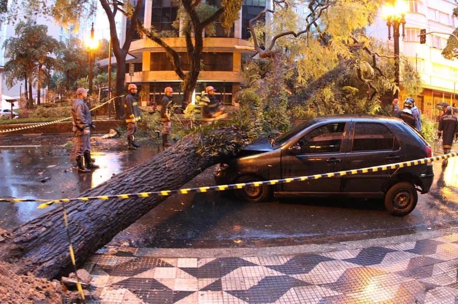 Um árvore caiu por volta de 1h desta quinta-feira, na rua Maria Paula