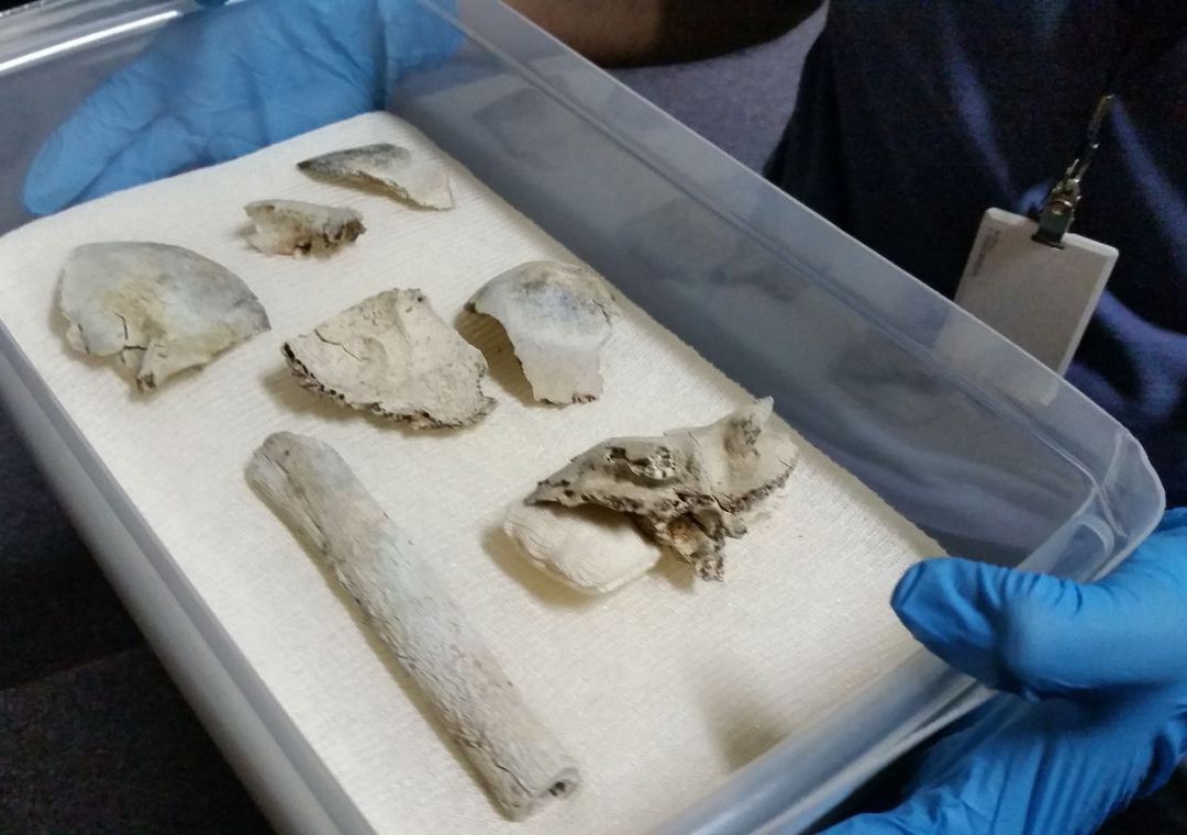 Crânio De Luzia é Encontrado Nos Escombros Do Museu Nacional No Rio Notícias Cidades Band 0458