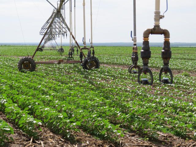 Racionamento de água para irrigação diminui a produtividade no campo Embrapa