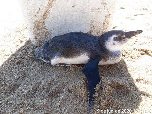 Instituto Argonauta recebe o primeiro pinguim da temporada 2020