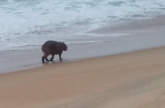 Capivara é flagrada passeando pela praia de Ipanema