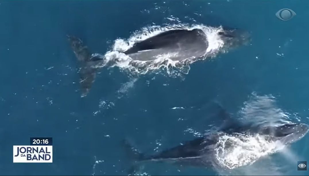 Época de reprodução: baleias jubarte são avistadas no litoral da Bahia
