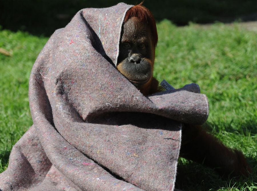 Orangotango se envolve em cobertor no zoo do Rio / Foto: Wanderlei Almeida/AFP