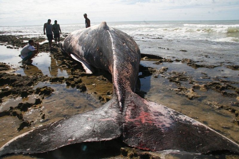 Resultado de imagem para baleia encalhada bahia