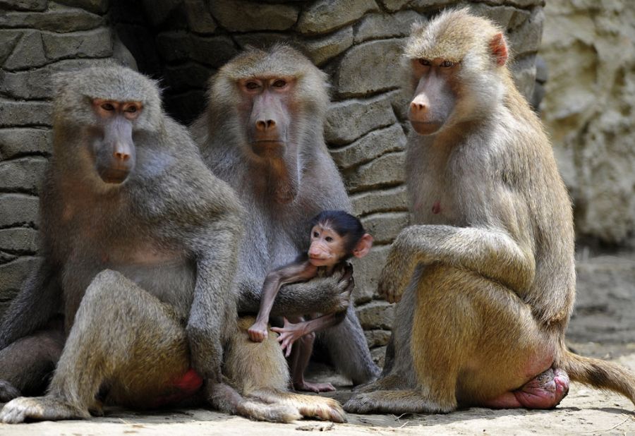 Filhote de babuíno é cercado por outros da espécie / Foto: Luis Robayo/AFP