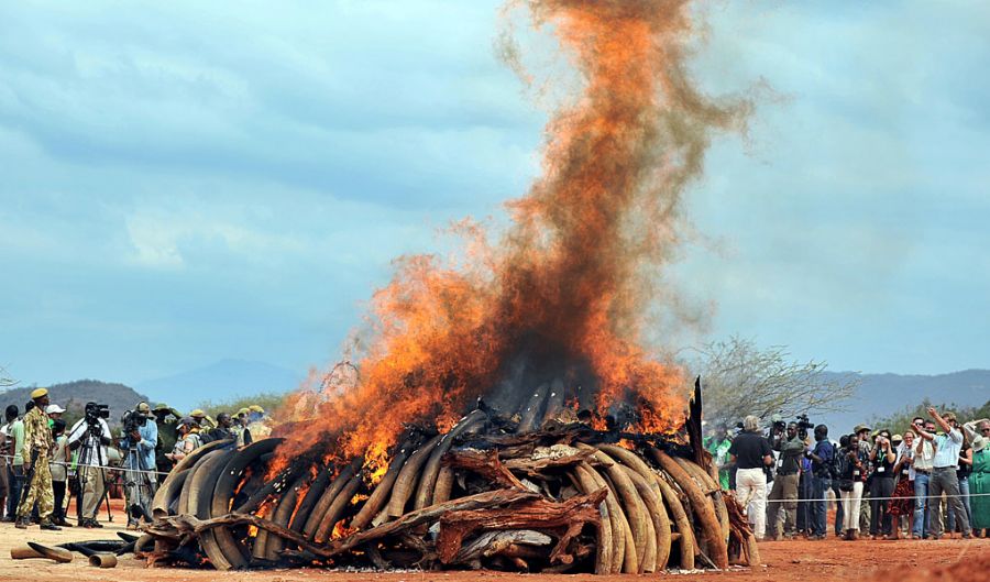 Marfim contrabandeado foi queimado em fogueira / Foto: Tony Karumba/AFP
