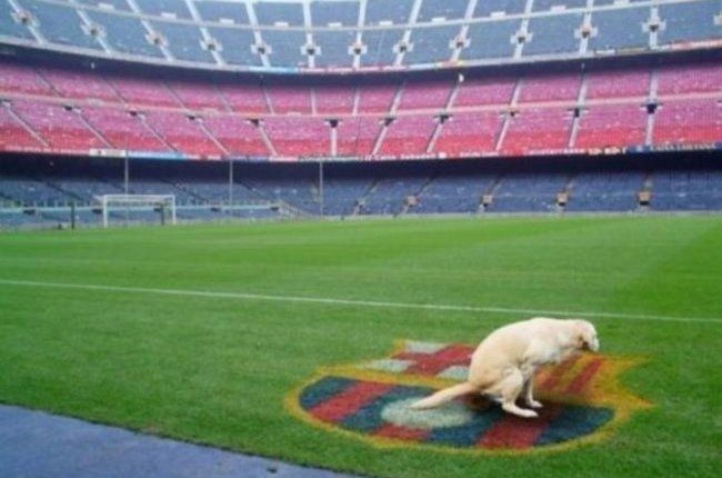 Cachorro faz cocô em cima do símbolo do Barcelona / Foto: Reprodução/Twitter