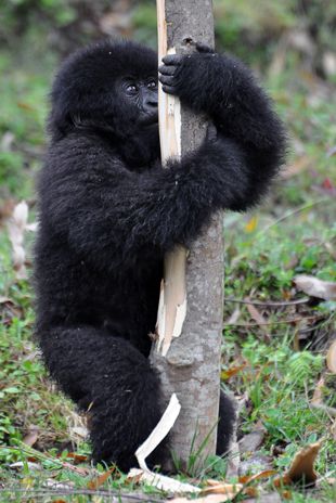 Jovem Gorila das Montanhas se alimenta de seiva de árvore / Steve Terrill/AFP
