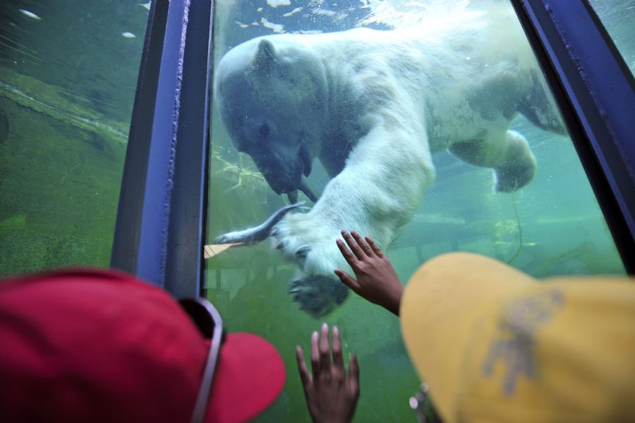 Urso agrada visitantes em zoológico de Budapeste / Attila Kisbenedek /AFP