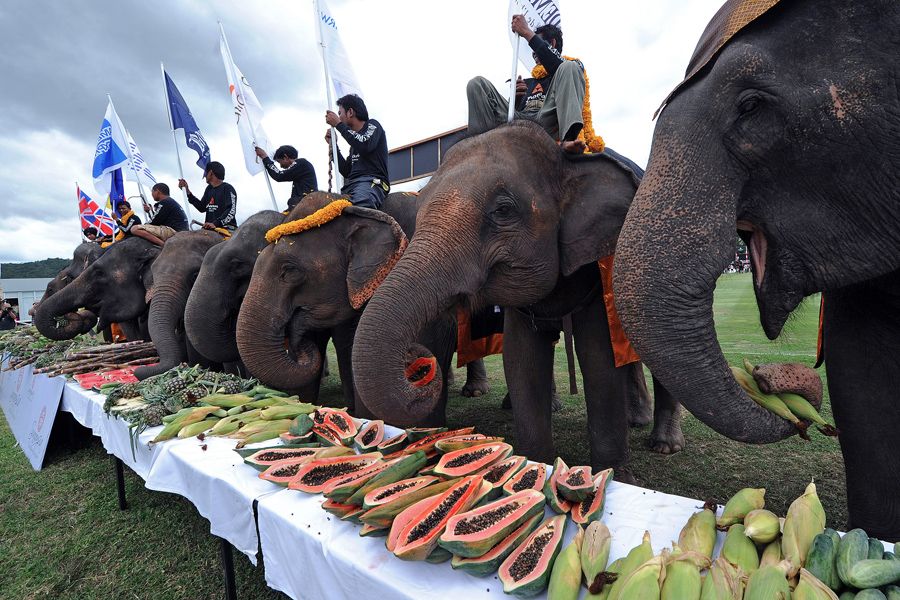Elefantes comendo frutas no Torneio da Copa do Rei / Pornchai Kitiwongsakul / AFP
