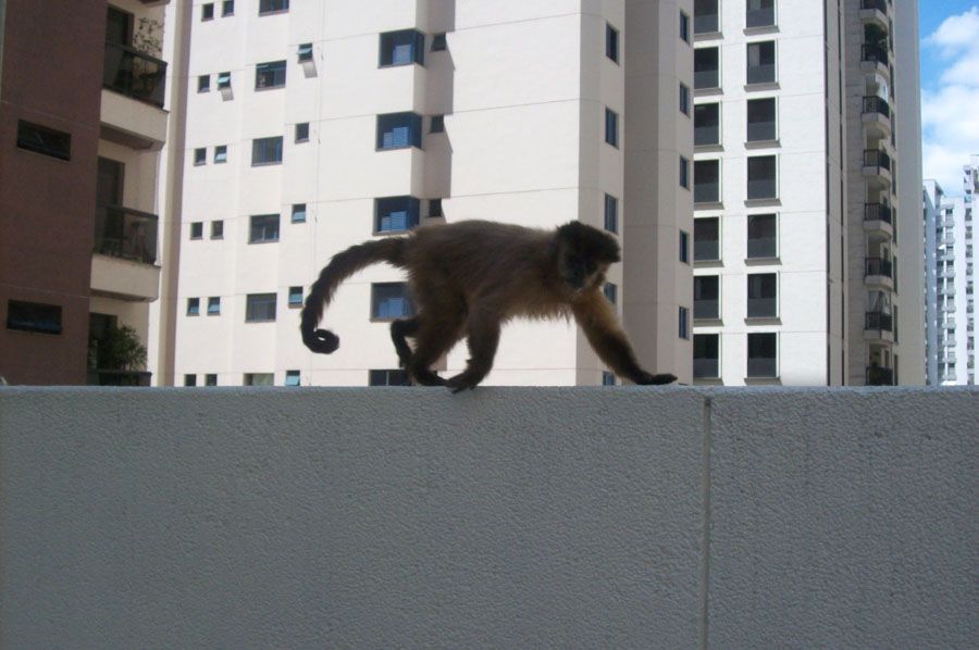 Macaco atraiu a atenção de adultos e crianças na zona sul de São Paulo / Eulina Oliveira/ AE