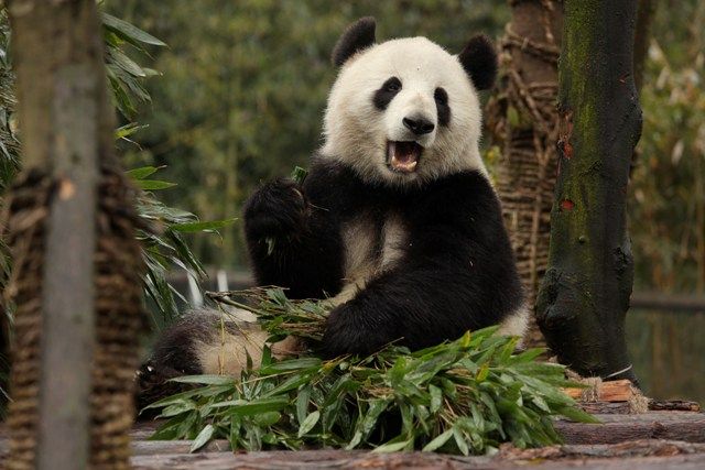 Panda gigante, de espécie rara, se alimenta com folha de bambu / Ed Jones/ AFP