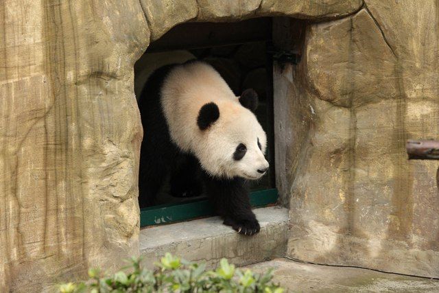 Panda sai de recinto de Chengdu