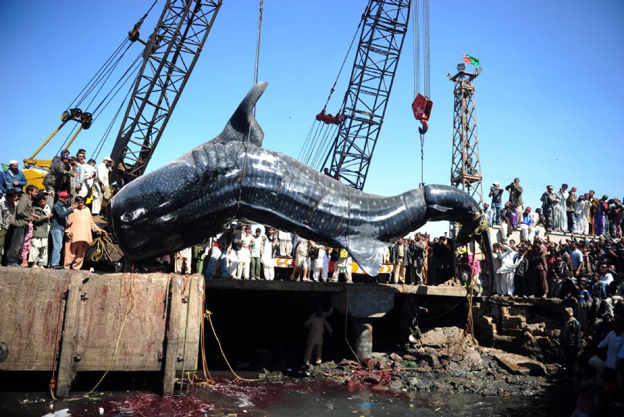 Tubarão-baleia chamou a atenção de paquistaneses nesta terça-feira / AFP Photo/Asif Hassan