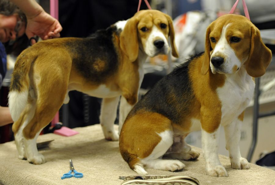 Competição de cães