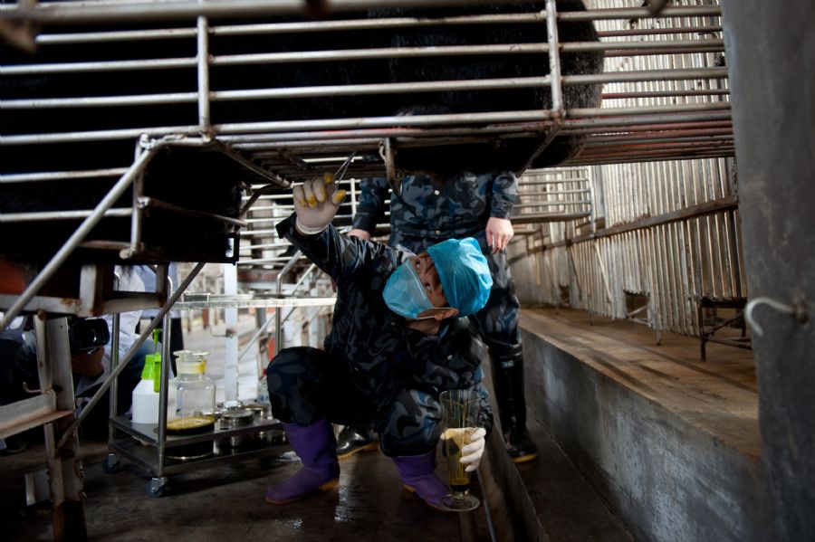 Chineses retiram a bile dos ursos ainda vivos em um processo que provoca intensa dor ao animal / STR / AFP