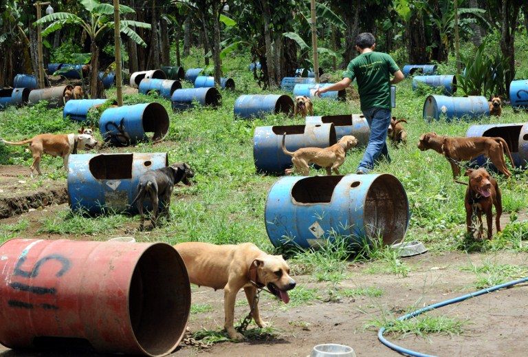 Animais eram mantidos em galões de metal em uma plantação na cidade de San Pablo / Ted Aljibe / AFP