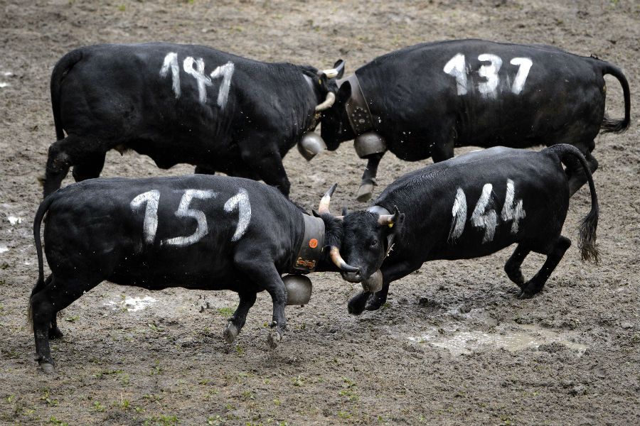 Suíça promove combates entre vacas