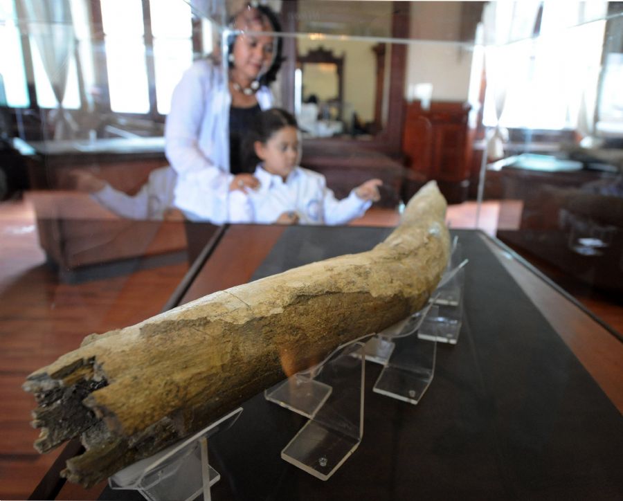 Presa de mastodonte é exposta em Honduras