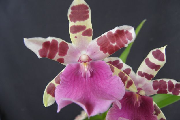 Exposição de orquídeas faz homenagem às mães 