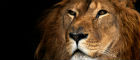 leao 140x60.jpg