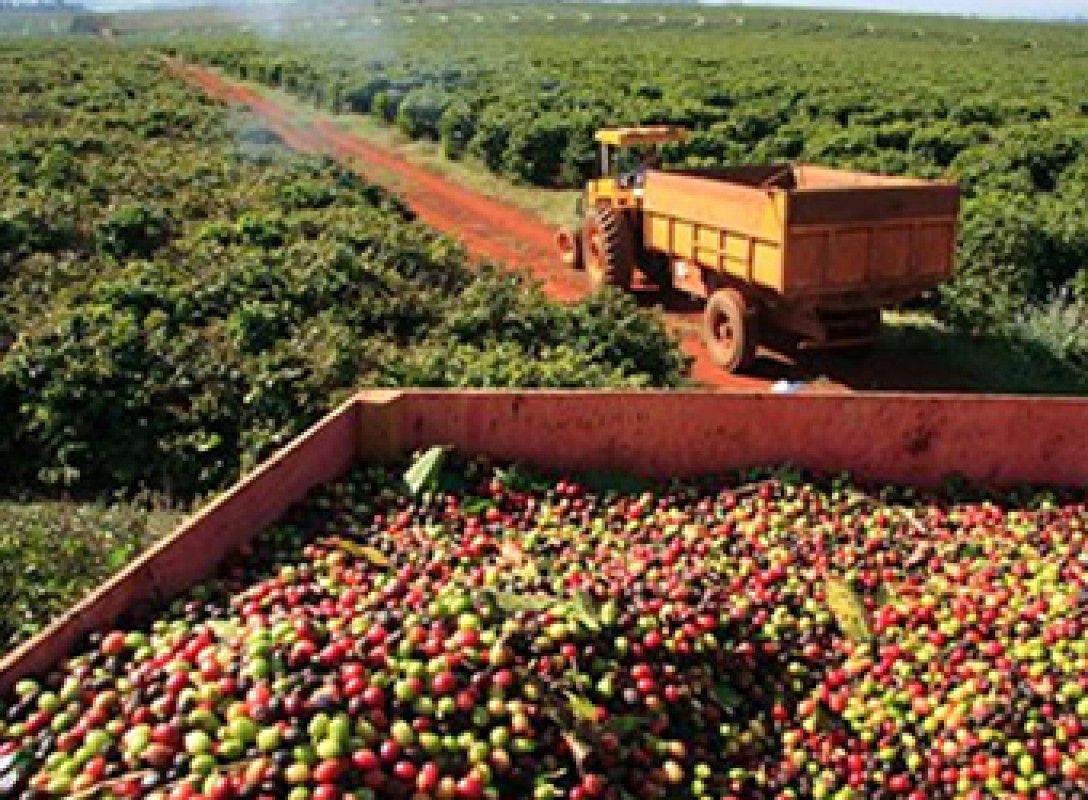 MG é o primeiro produtor no Brasil de café arábica