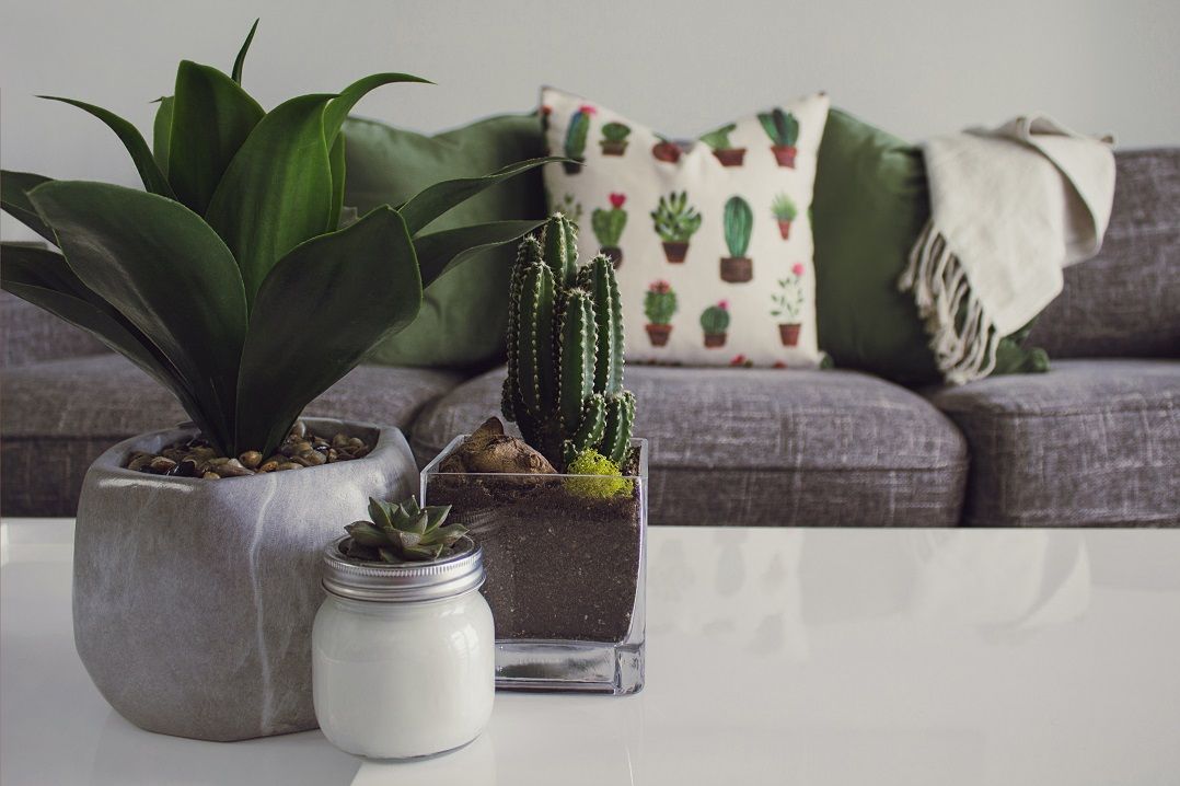 5 plantas para cultivar em espaços pequenos