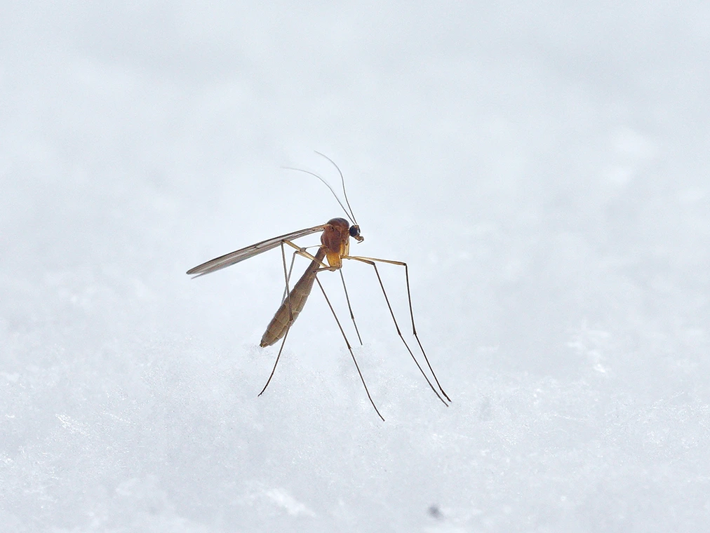Reclamações sobre mosquitos crescem 433% na cidade de São Paulo Wolfgang Hasselmann/Unsplash