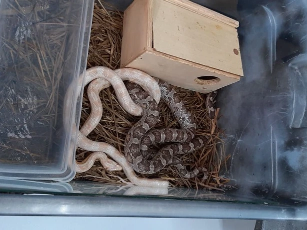 As cobras foram colocadas aos cuidados do Centro de Recuperação de Animais Silvestres Polícia Civil