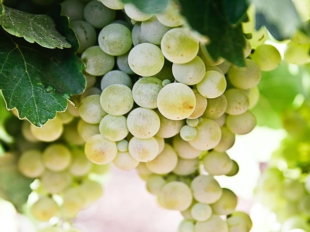 Sauvignon Blanc e a Chardonnay: conheça a origem das uvas brancas